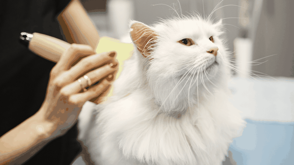 Long-haired white cat being brushed with a wooden grooming brush