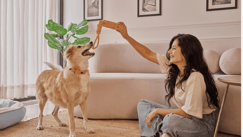 Pet accessories